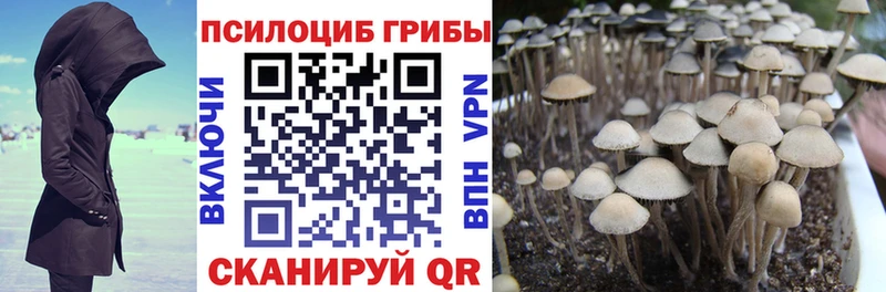 Псилоцибиновые грибы Psilocybe купить наркоту Макаров